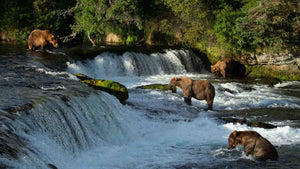 Camping in Katmai National Park: Bears and Brooks Falls